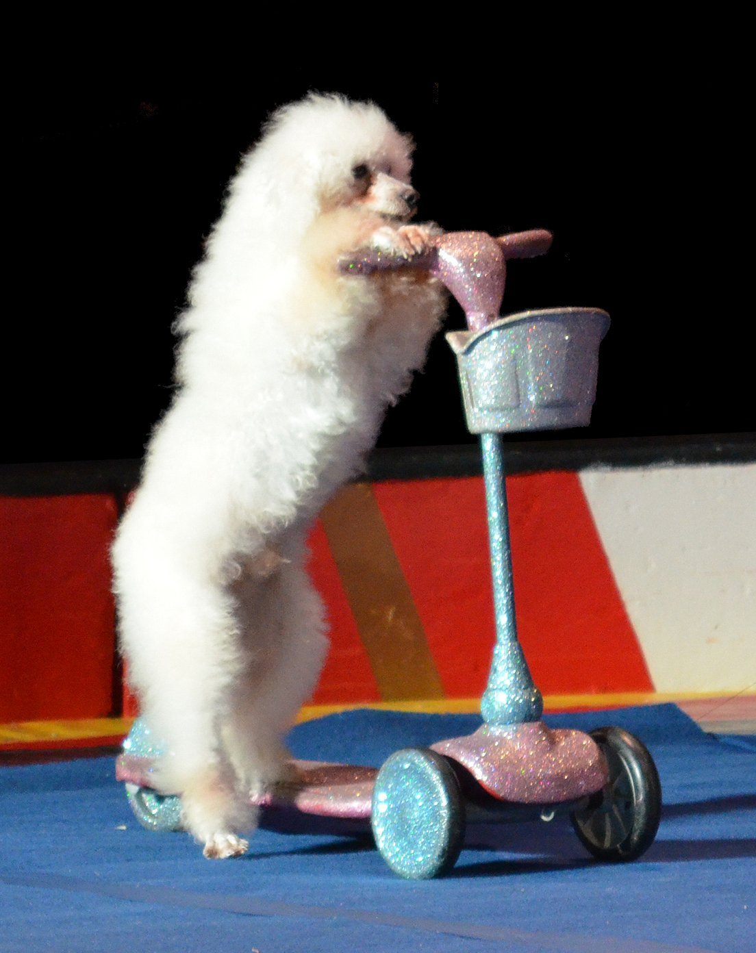 Цирковые собаки