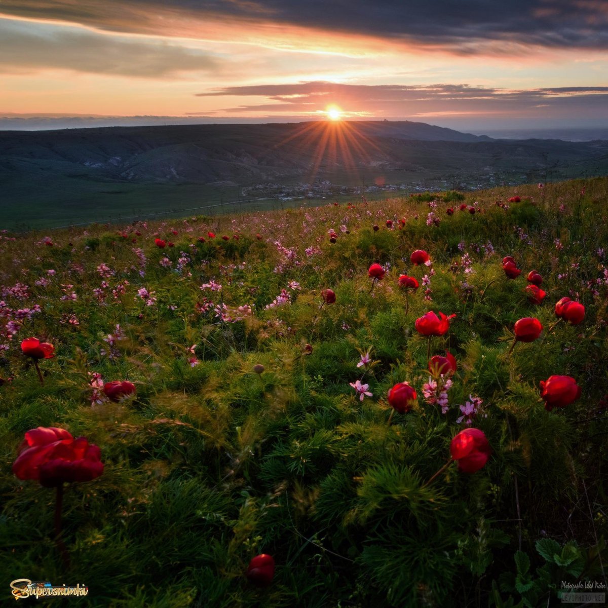 Атмосферные пейзажи цветы