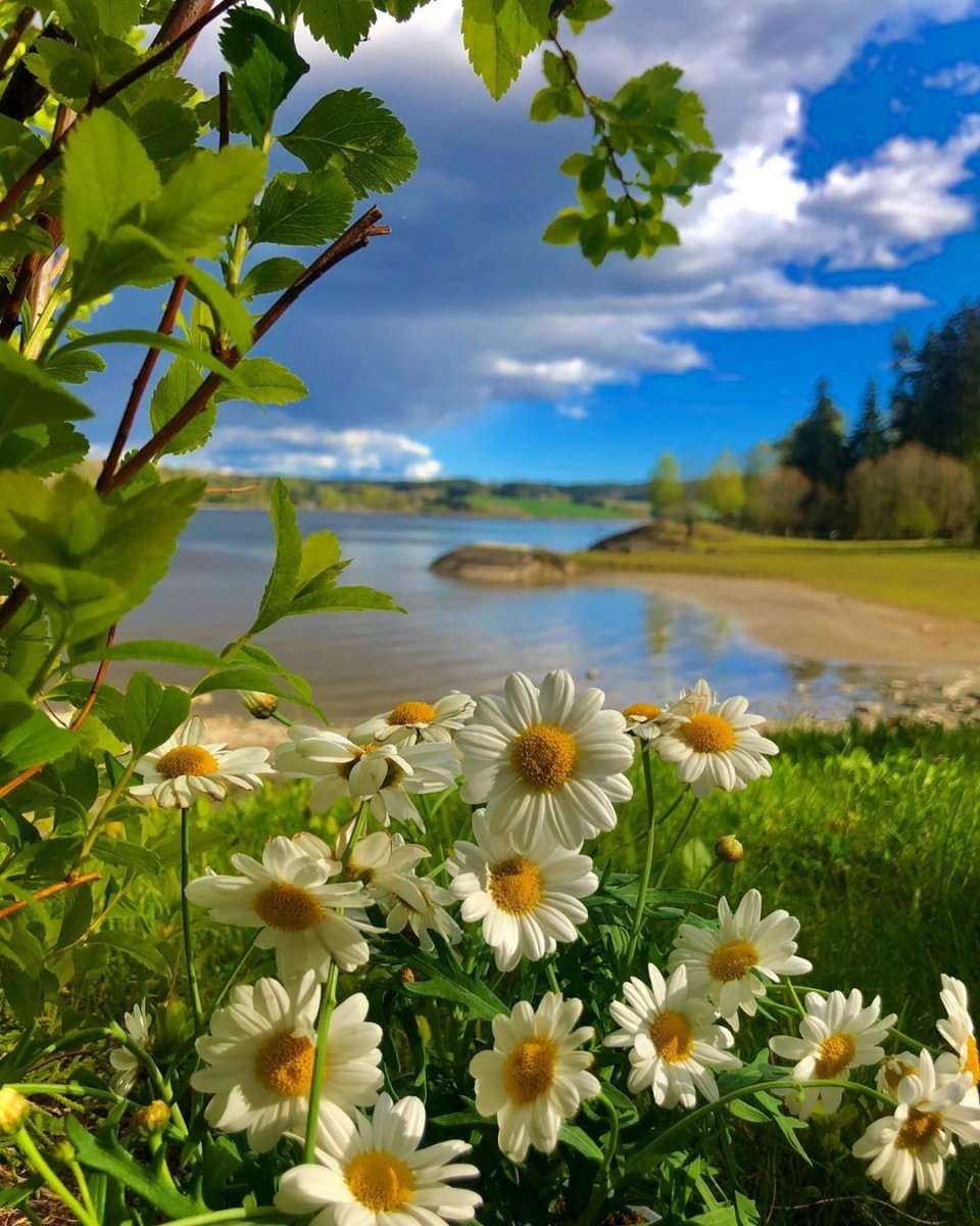 Летнее утро