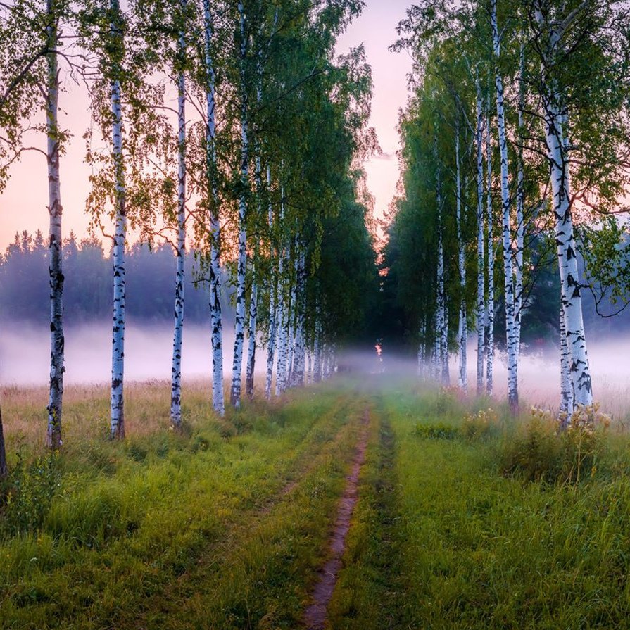 Береза душа России