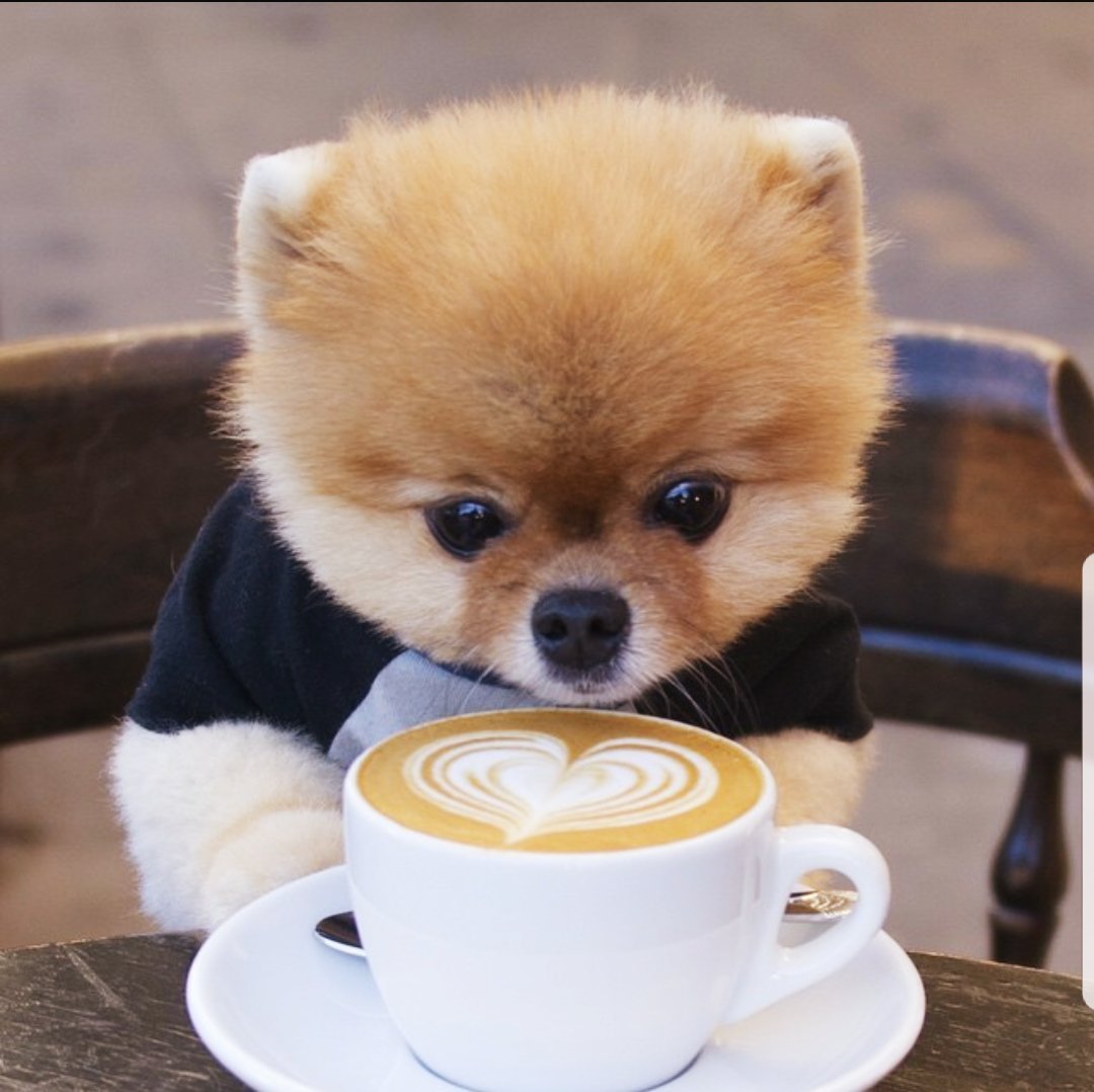 Померанский шпиц Джифф