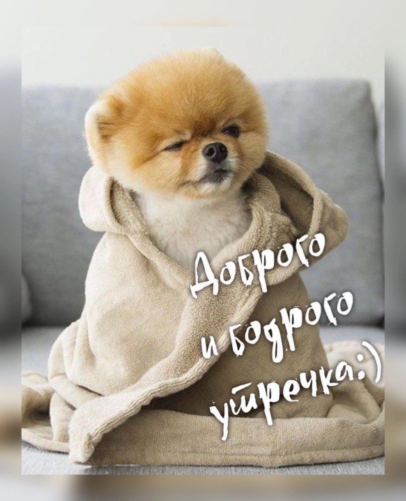 Померанский шпиц Весна