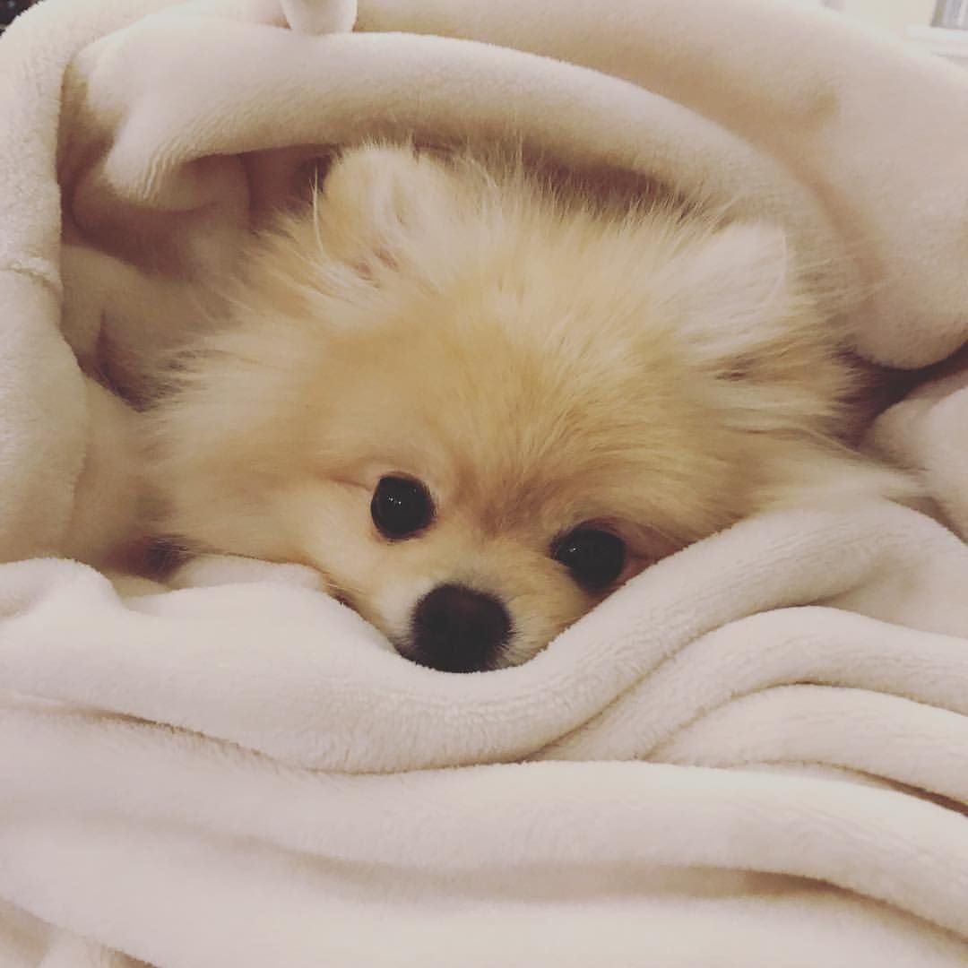 Померанский шпиц и кошка