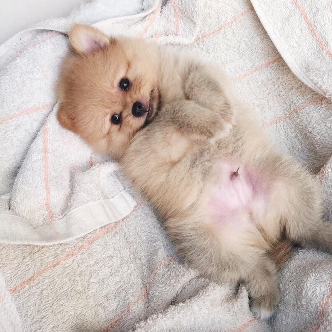 Шпиц померанский Сонный