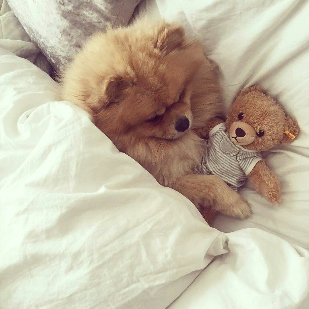 Миленькие собачки