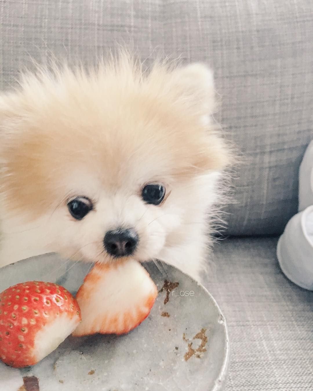 Питание шпица померанского