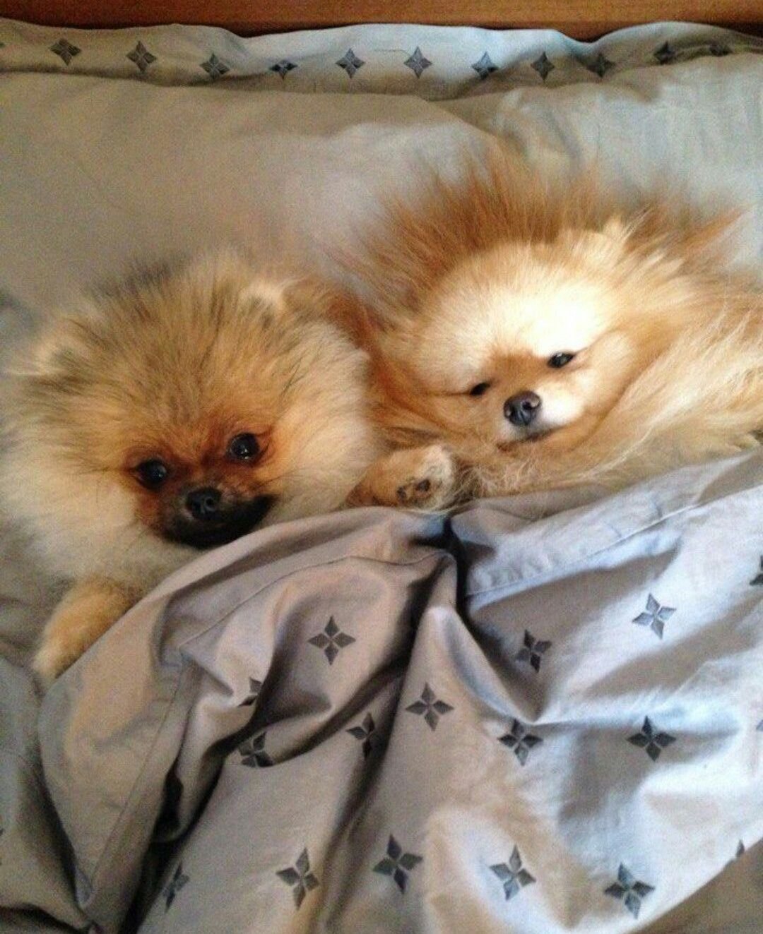 Доброе утро собаки