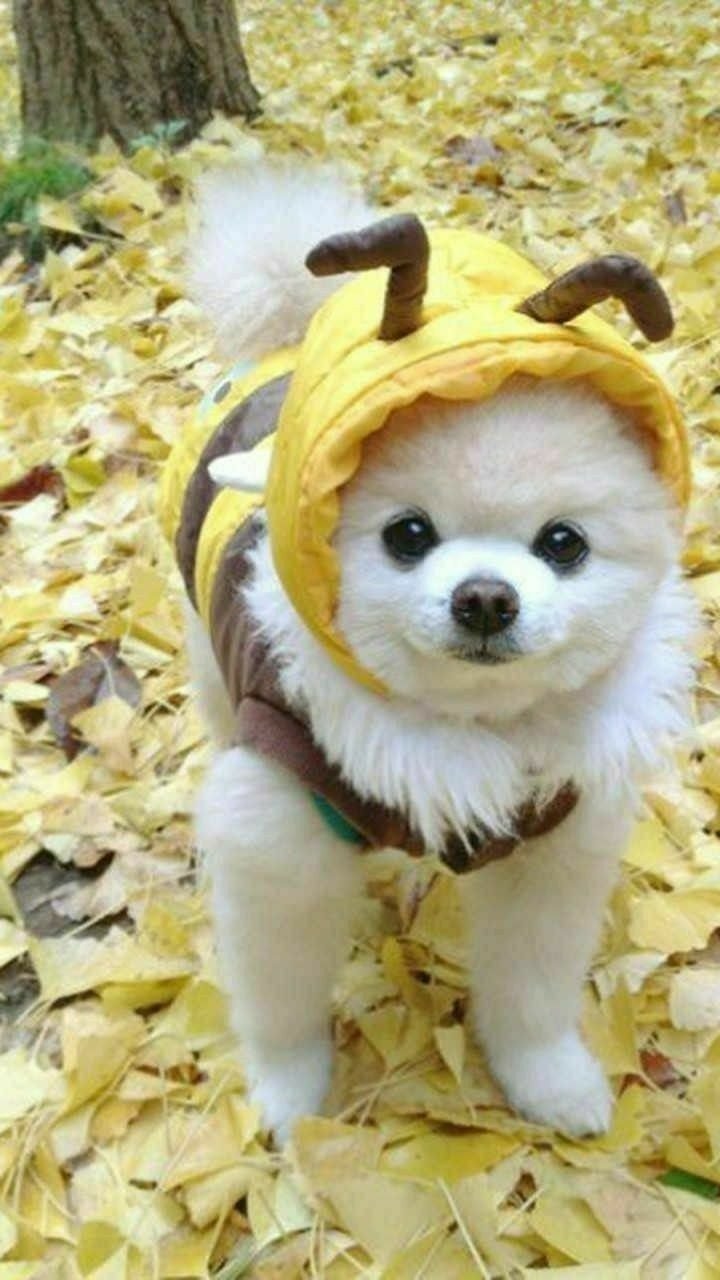 Шпиц померанский улыбка