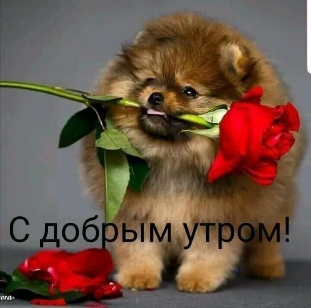 Маленькие собаки шпиц