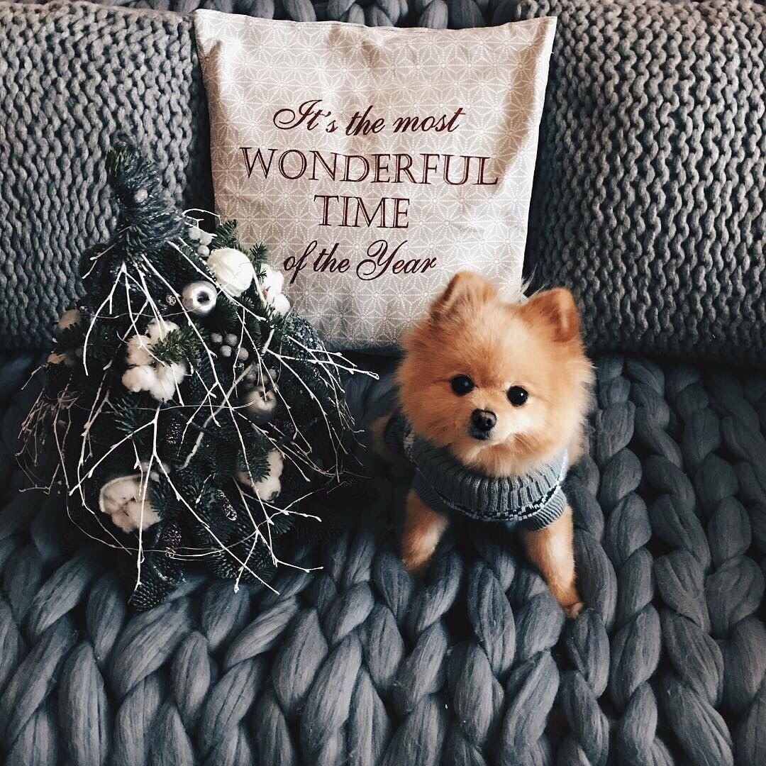 Шпиц из инстаграмма