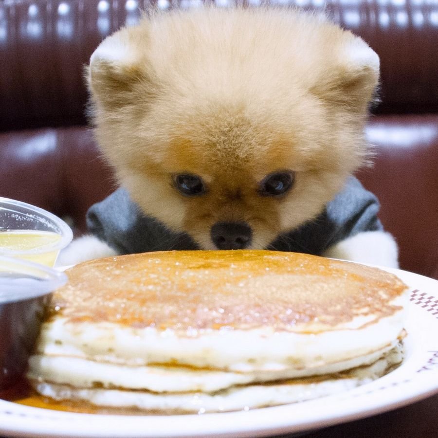 Кровать для шпица померанского