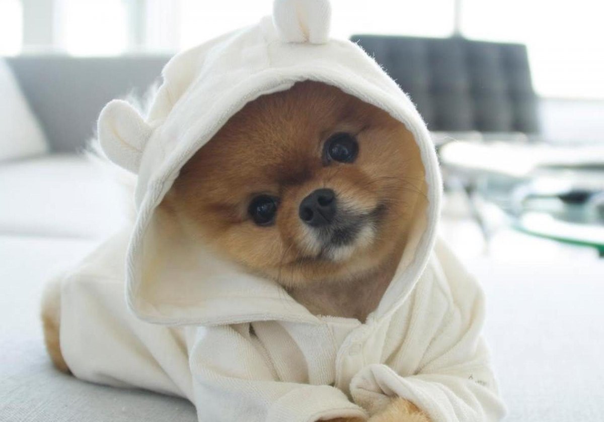 Милые Шпицы в костюмах