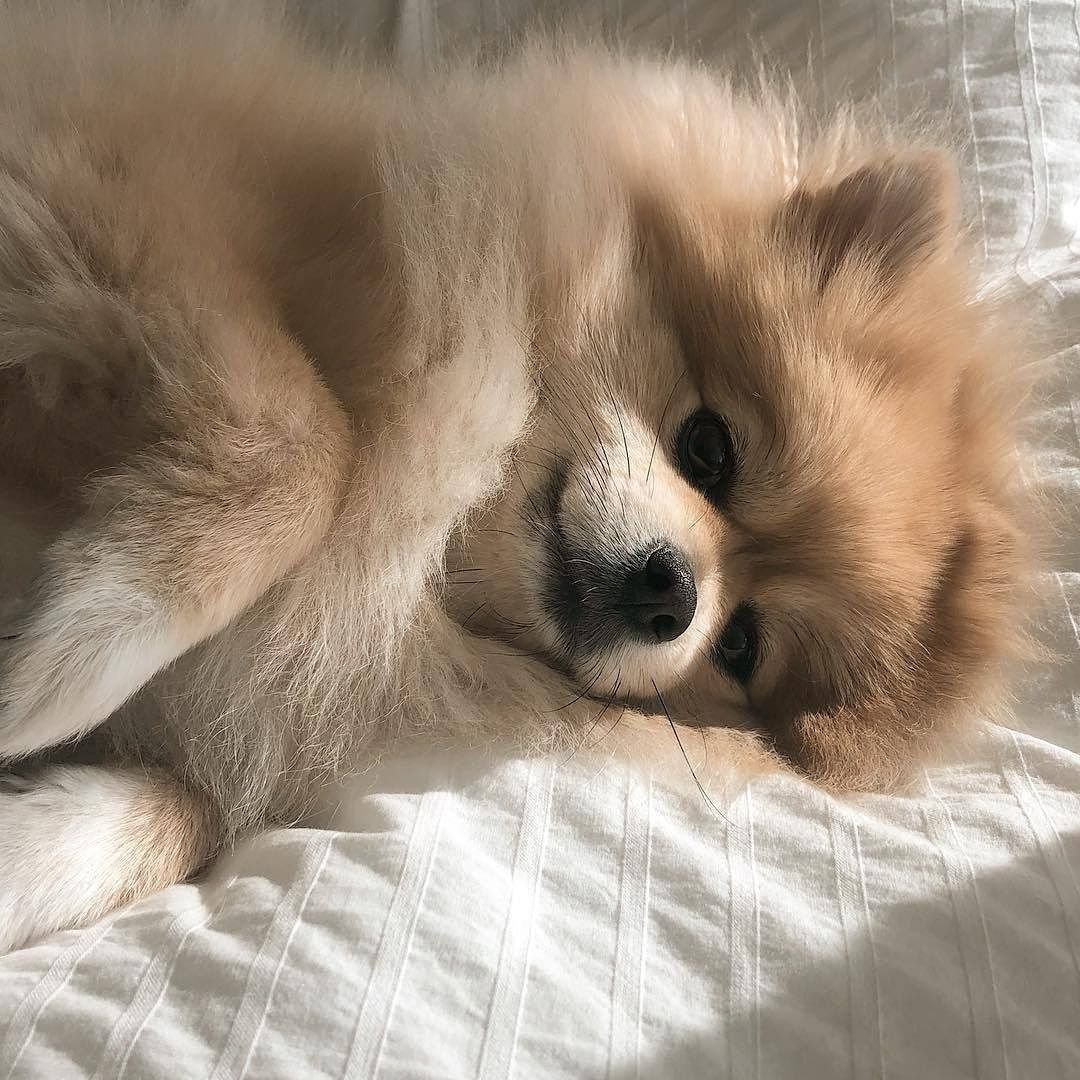 Померанский шпиц Весна