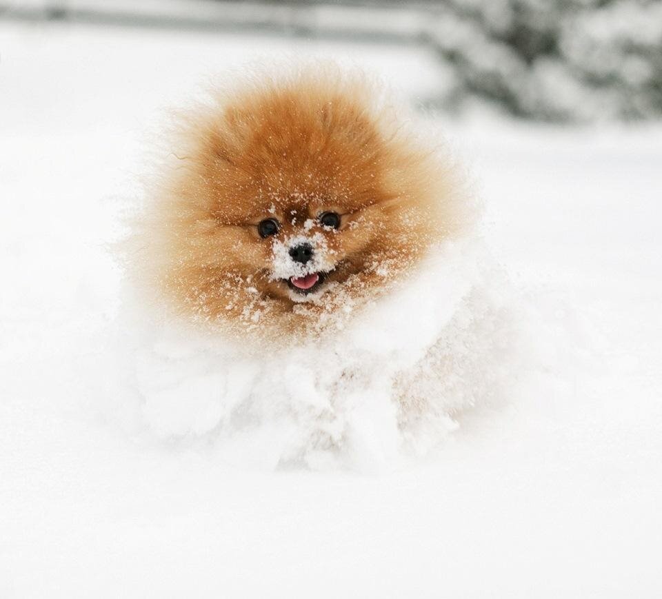 Шпиц cute Pomeranian
