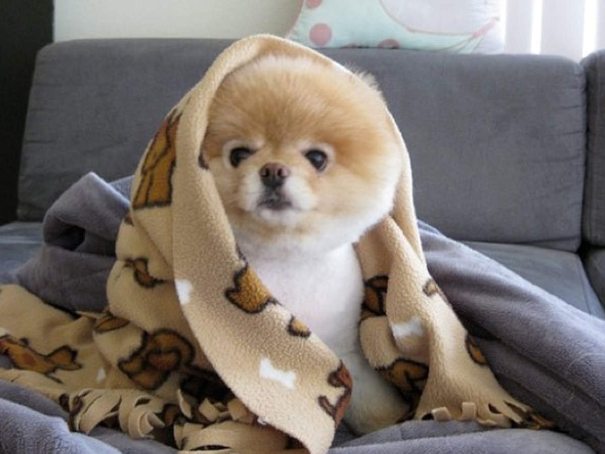 Сонный шпиц