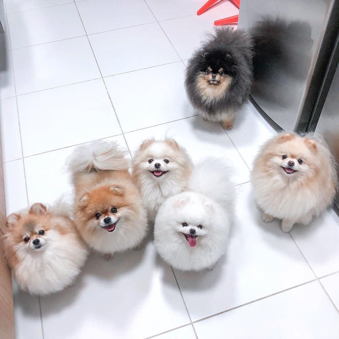 Шпиц доброе утро картинки