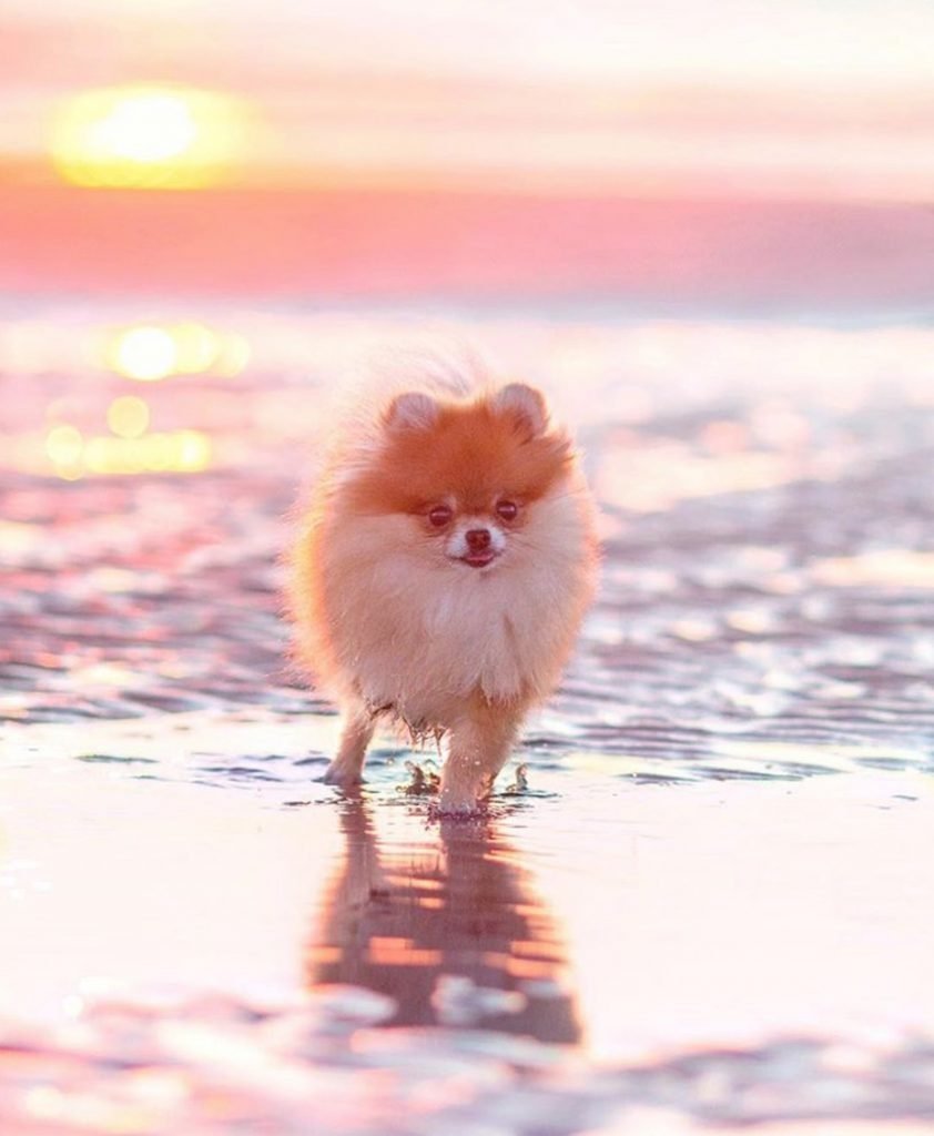 Доброе утро с животными