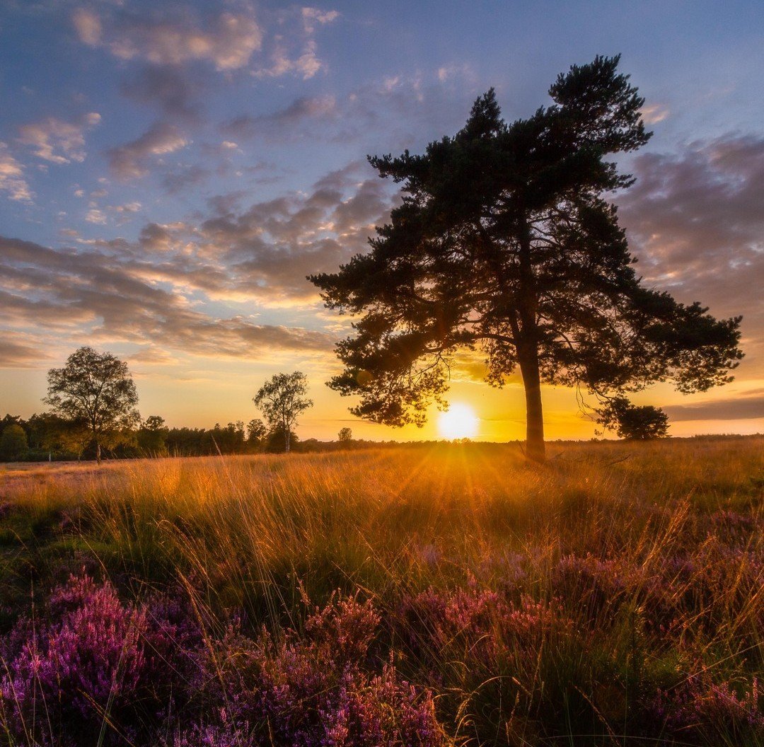 Утро природа