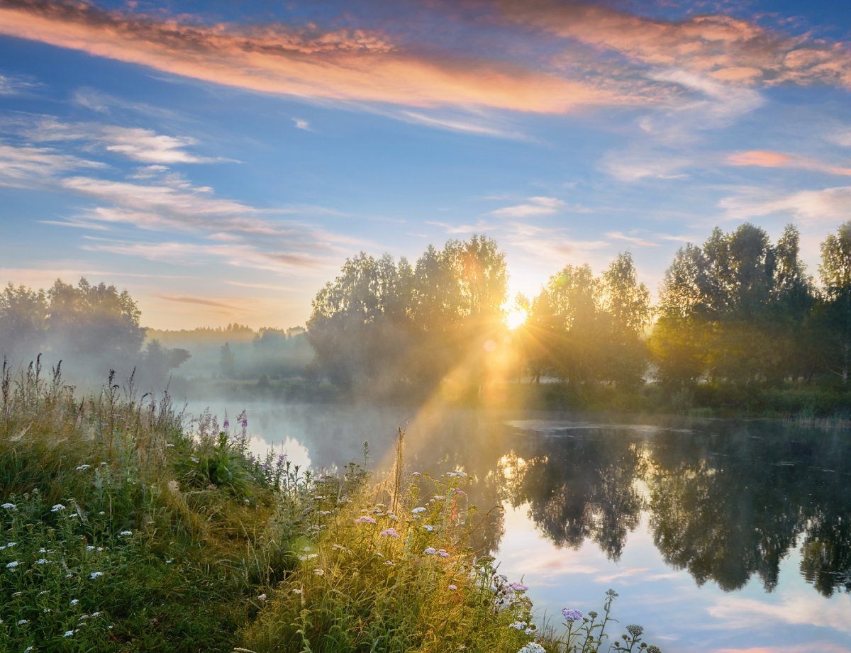 Поляна ромашек