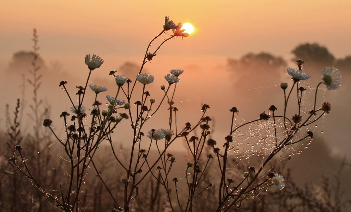 Полевые цветы на рассвете
