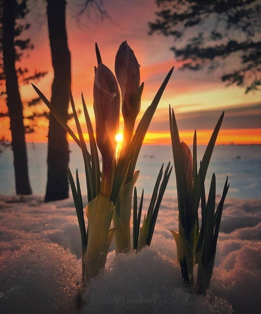 Храмы на фоне летних цветов