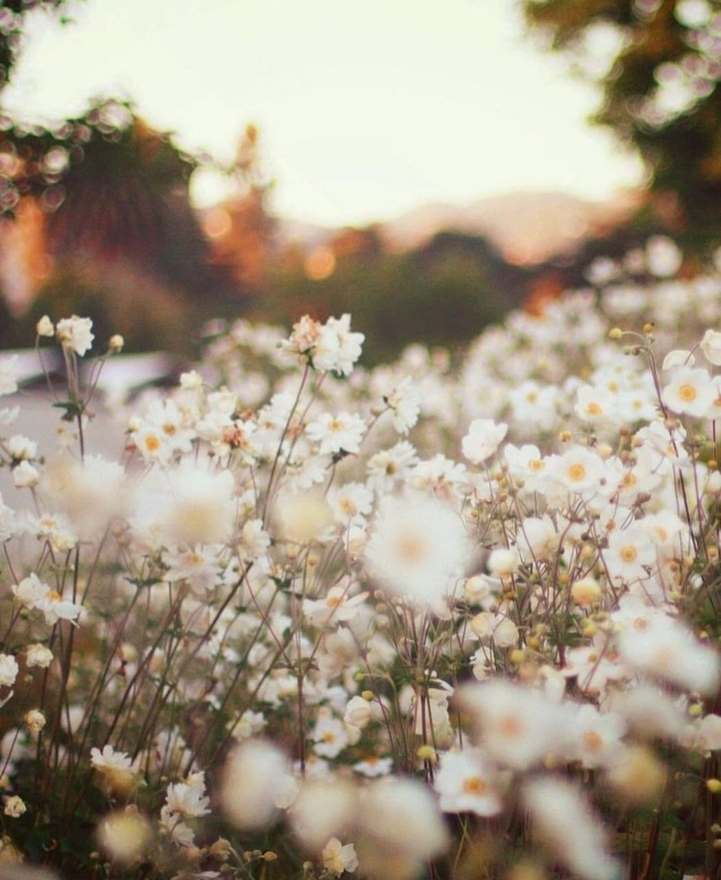 Весна солнце цветы