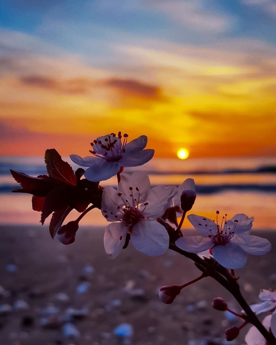 Весенний рассвет