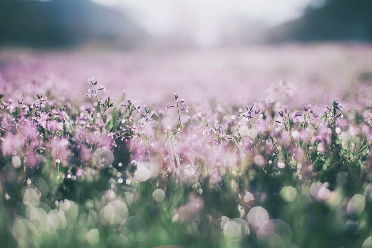 Розовый рассвет