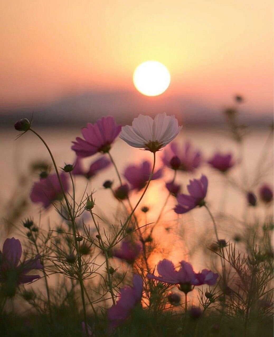 Весенний рассвет