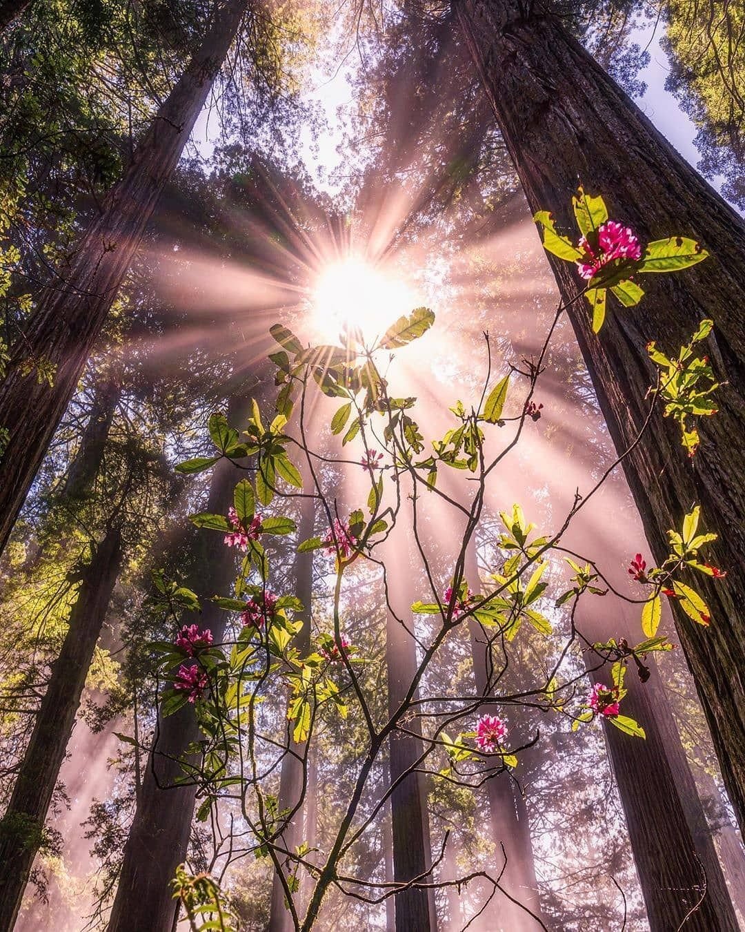 Зорька Заря