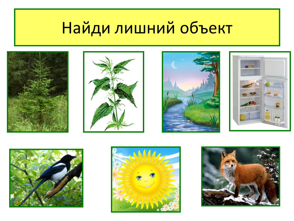 Живая и неживая природа для дошкольников