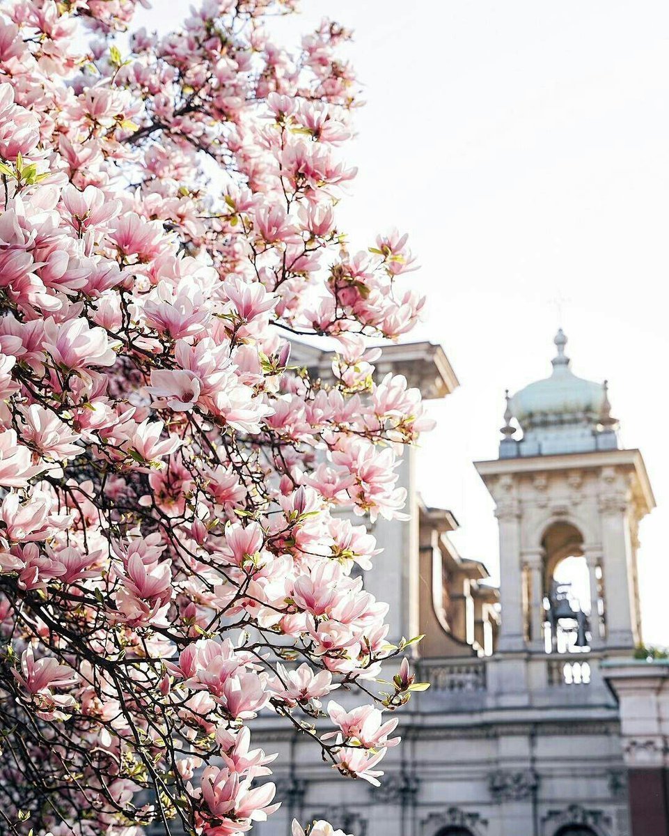 Магнолия в Италии