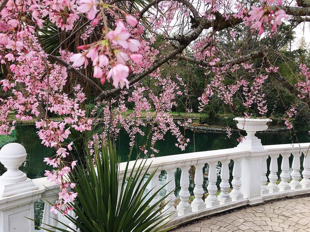 Дендрарий Сочи-цветет Магнолия