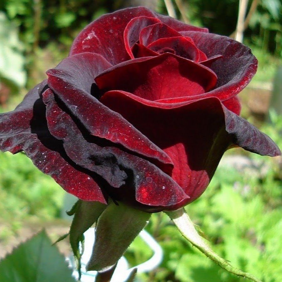 Необычные розы