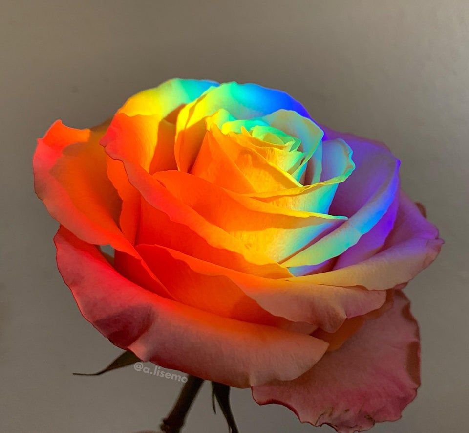 Роза Блэк Бьюти