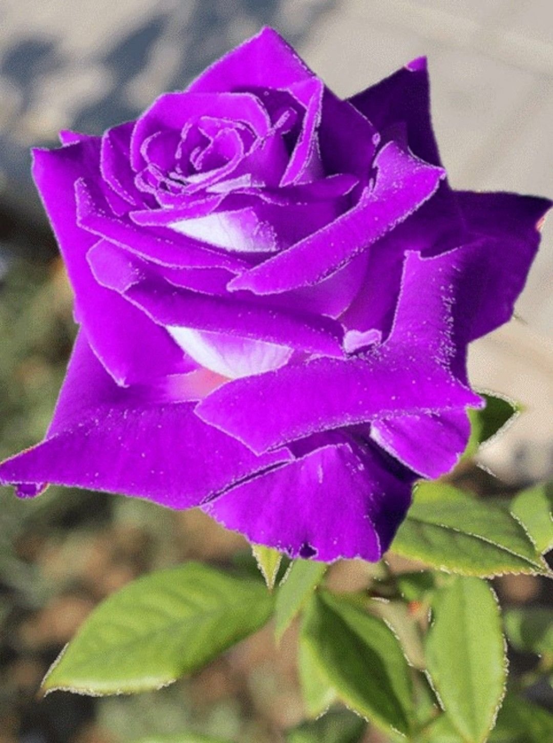 Роза Осирия