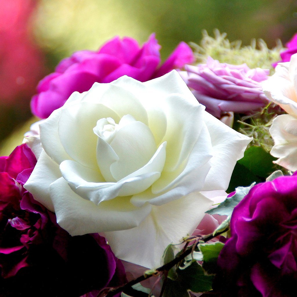 Садбарги Сафед