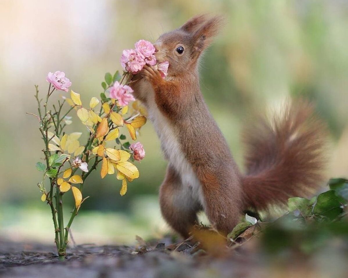 Весна животные