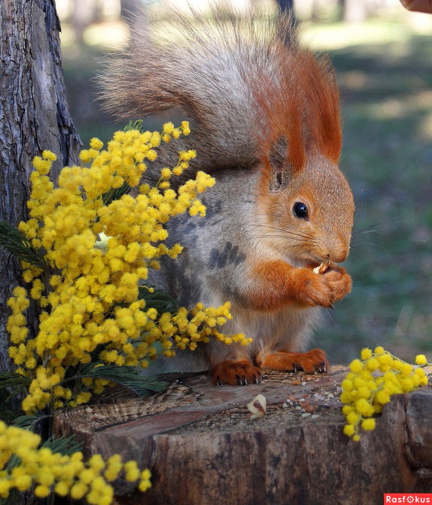 Животные весной