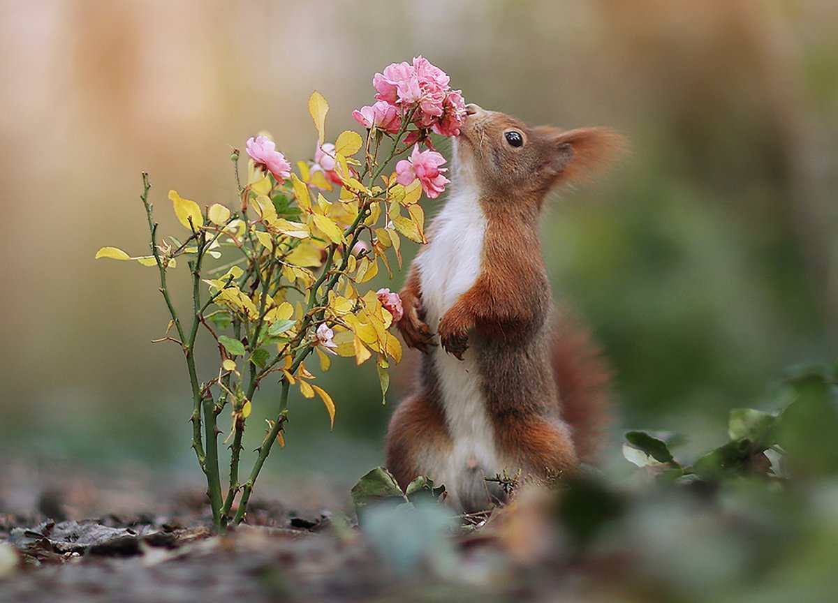 Доброе милые картинки весенние. Животные весной. Природа и животные. Цветы и животные.