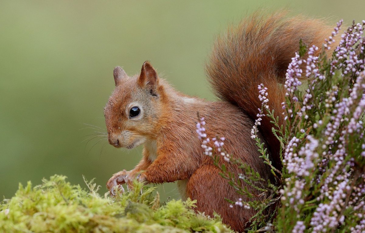 Сибирская белка