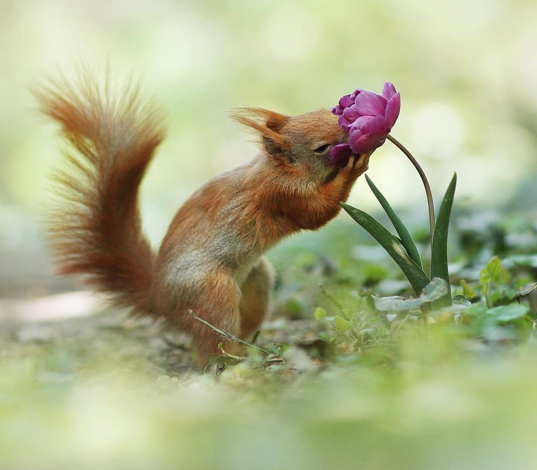 Белка и цветы