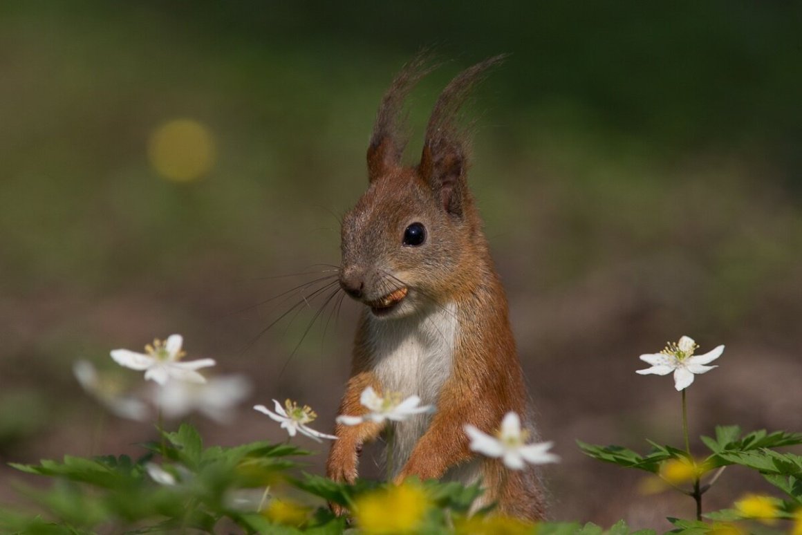 Белочка Весна