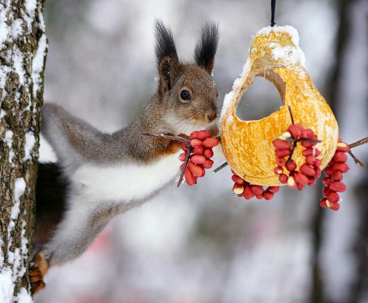 Угощение для белки