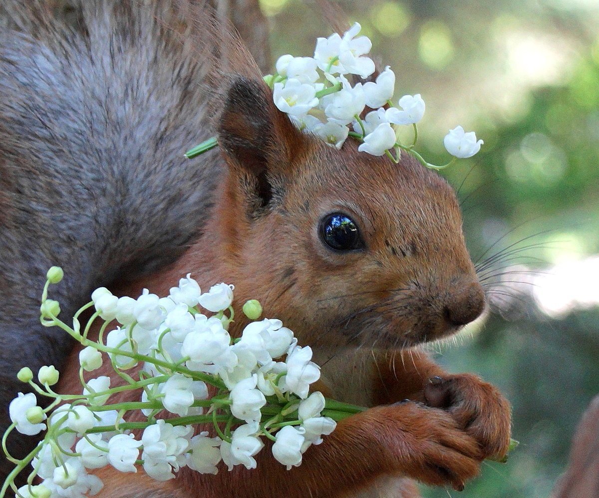 Животные весной