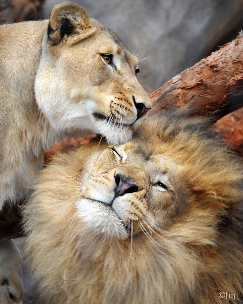 И сотни бед меня постигших один переживу