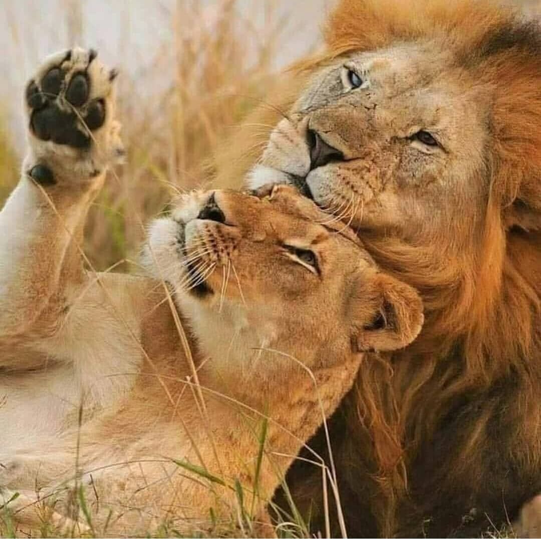 Животная страсть