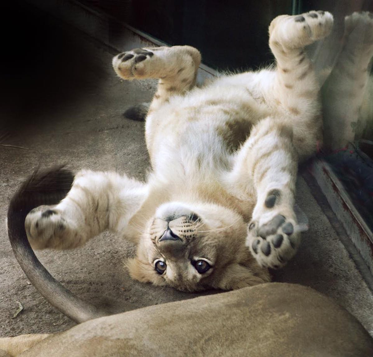 Львенок лежит