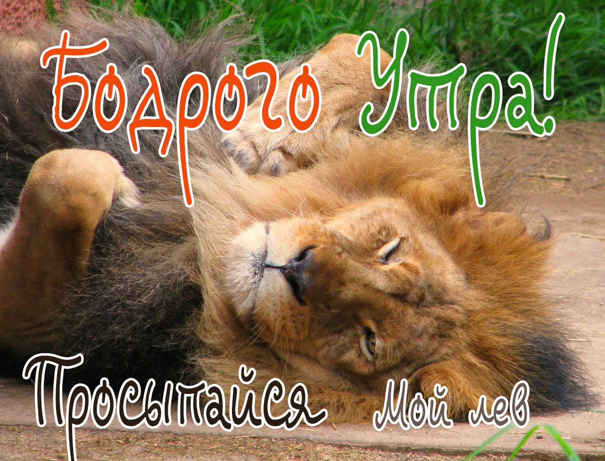 Доброе утро Вовчик