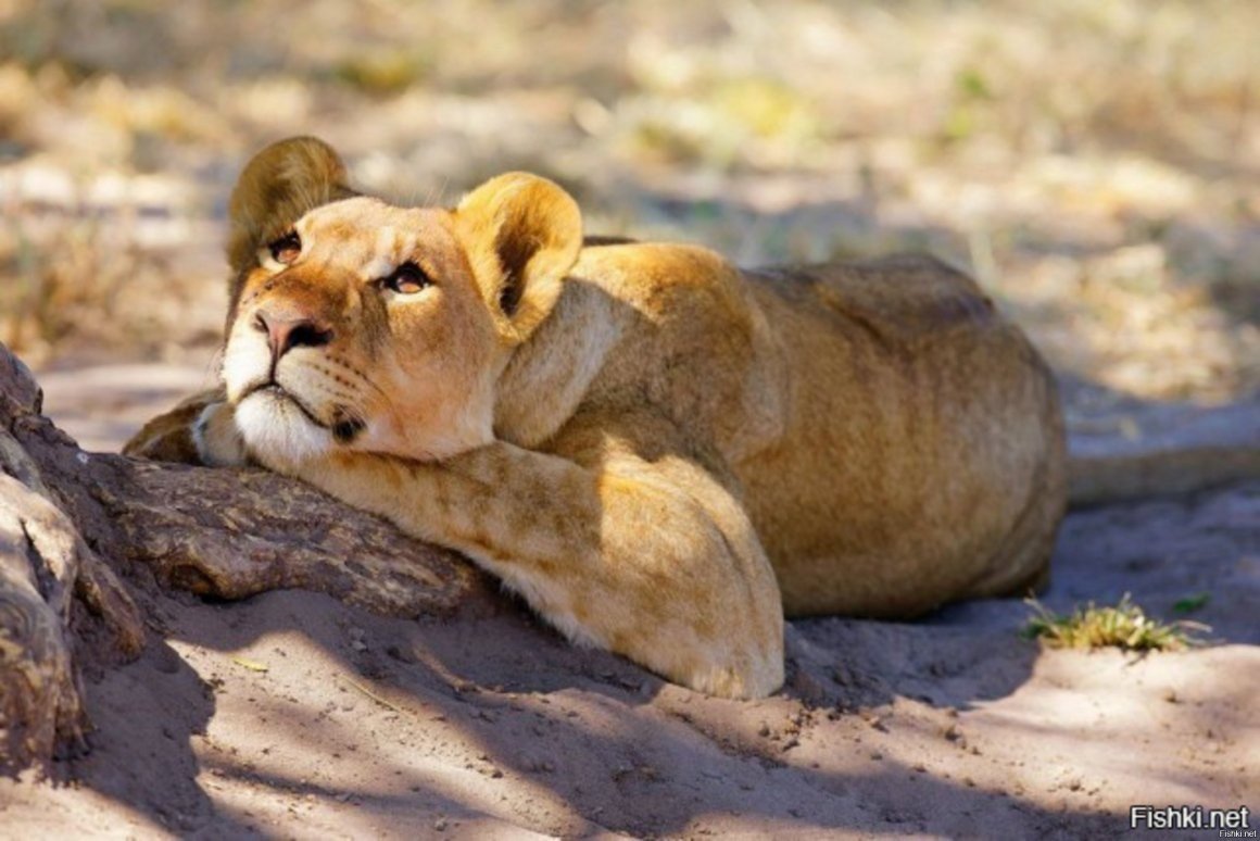 Львица фото